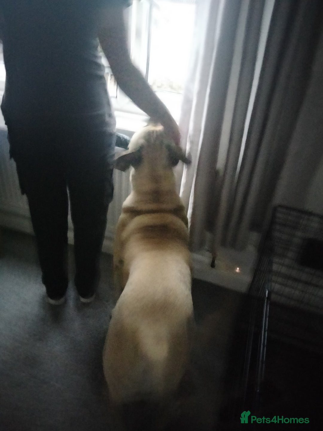 Mixed Breed dogs for sale: AMERICAN BULLDOG MIX FOR SALE ASAP - Image 10