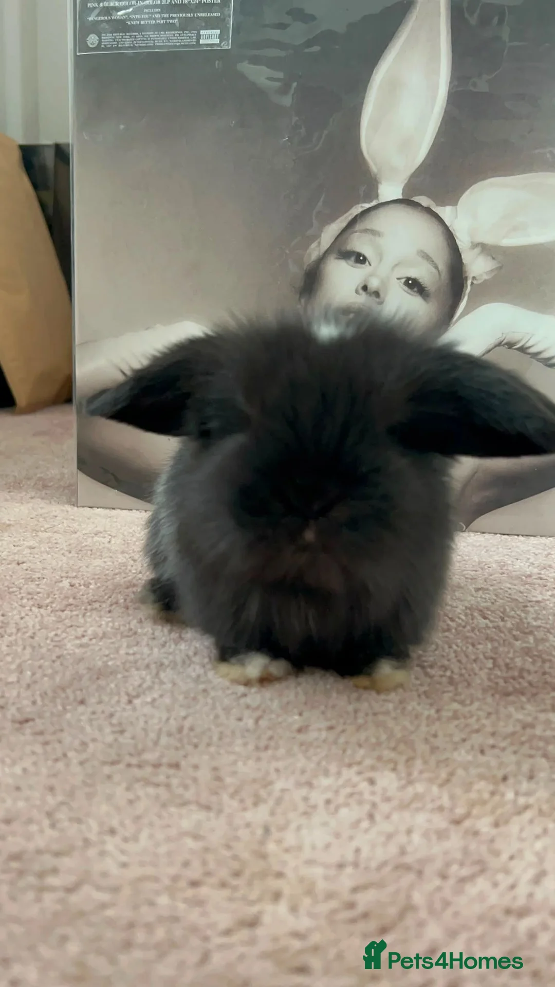 Mixed Breed rabbits for sale: Lionhead baby bunny  - Advert 2