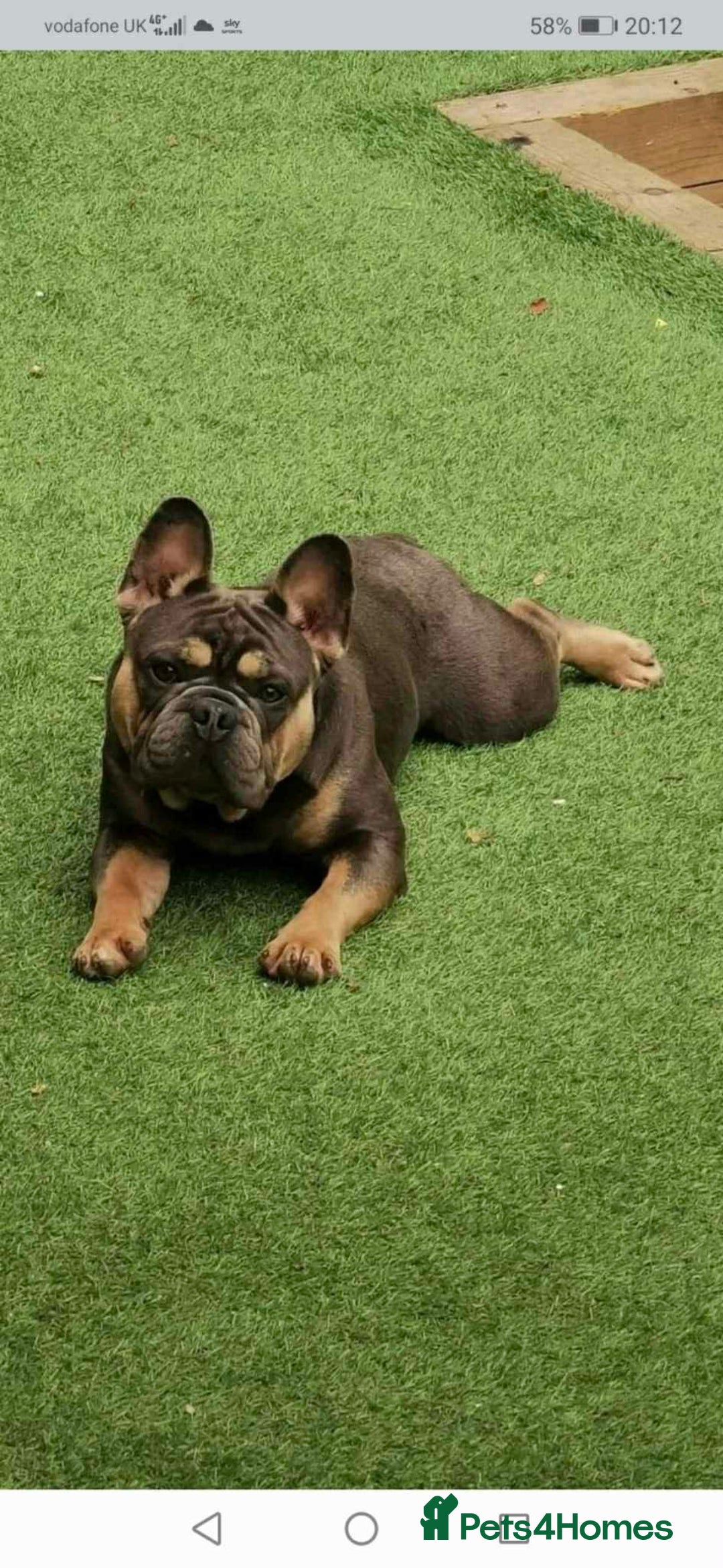 French Bulldog dogs for sale: 🐾 Adorable French Bulldog Puppies for Sale! 🐾  - Advert 4
