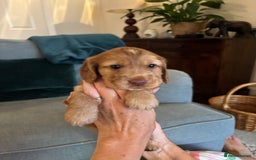 Cocker Spaniel dogs for sale: Outstanding FN clear kc reg cocker spaniel puppies - Image 10