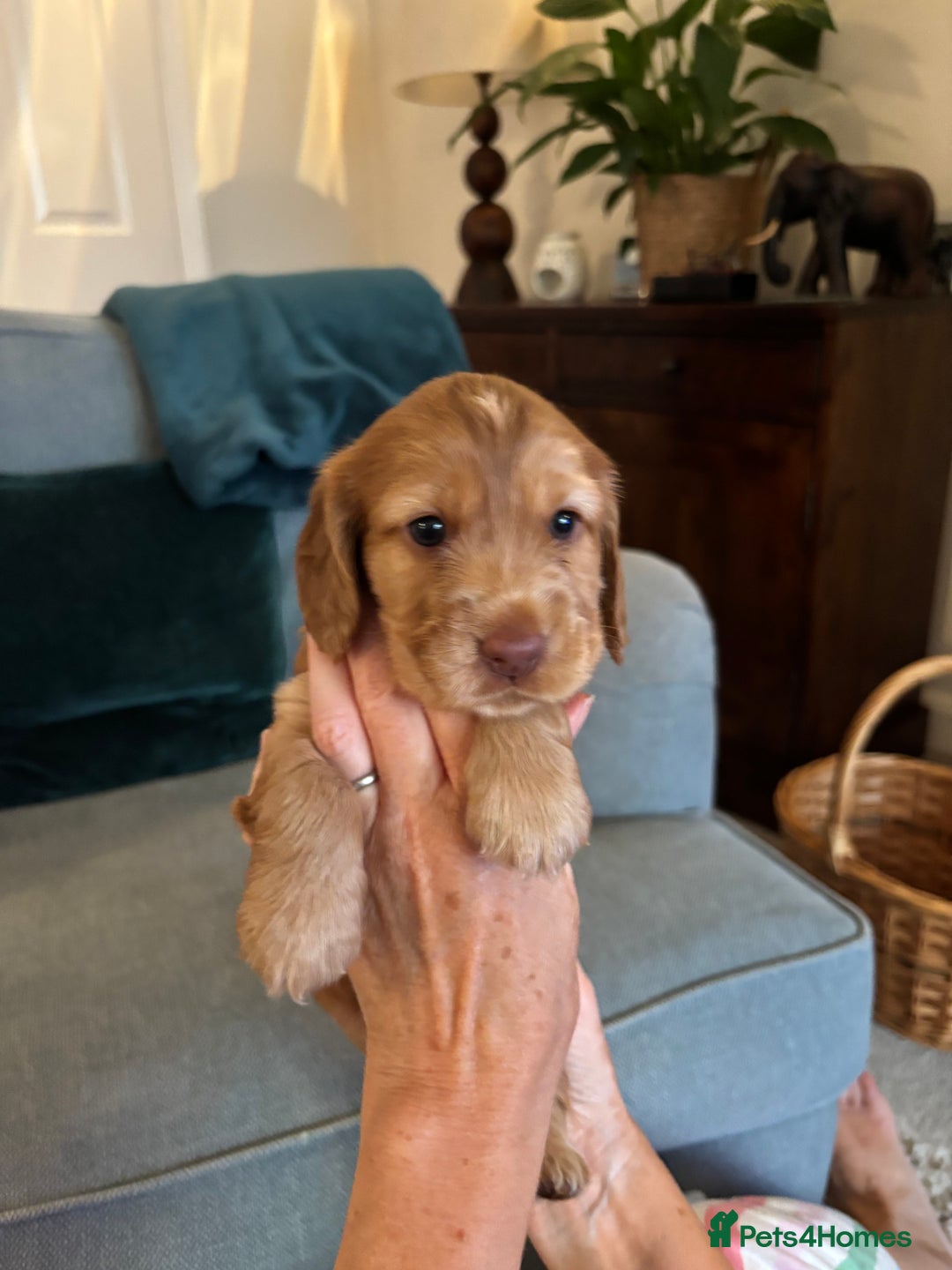Cocker Spaniel dogs for sale: Outstanding FN clear kc reg cocker spaniel puppies - Image 10