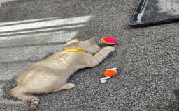 Bengal cats for sale: SNOW BENGAL BLUE EYES TICA PET/ACTIVE - Image 6