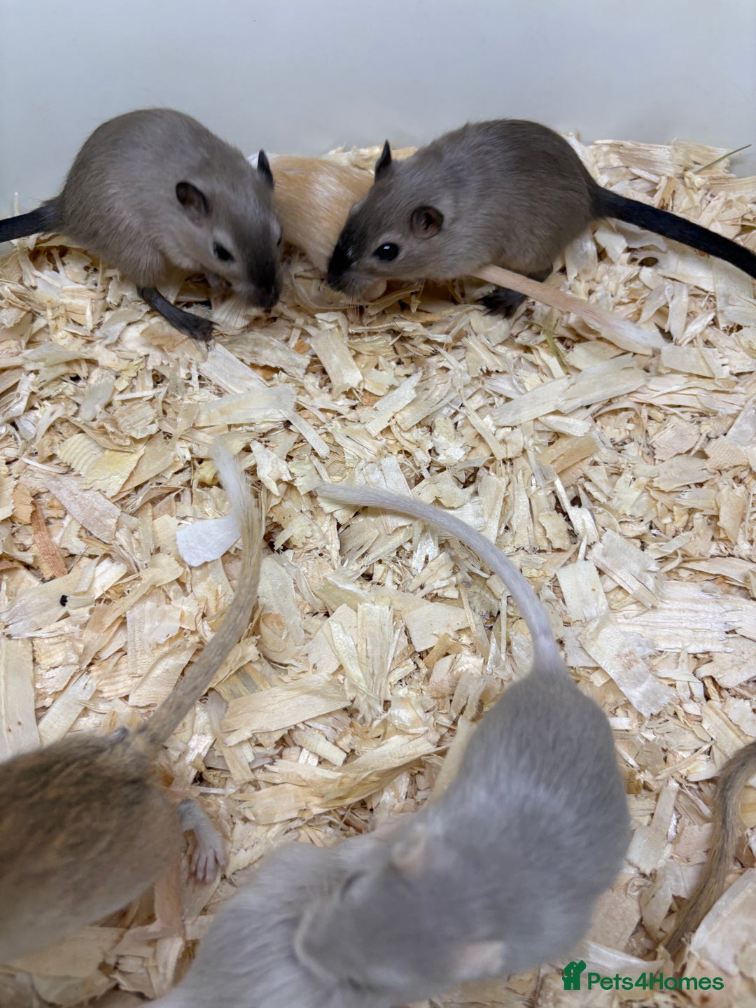 Gerbil rodents for sale: Baby gerbils ready now  - Image 13
