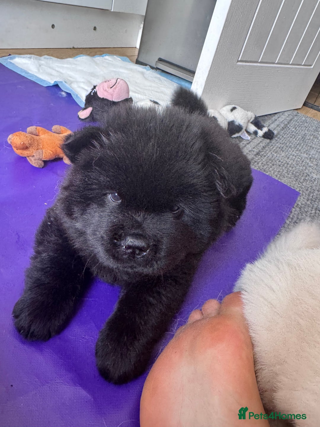 Chow Chow dogs for sale: Last 2 Beautiful chow chow puppies - Image 31