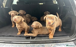 Labrador Retriever dogs for sale:  KC registered Silver and silver and tan labs  - Image 7
