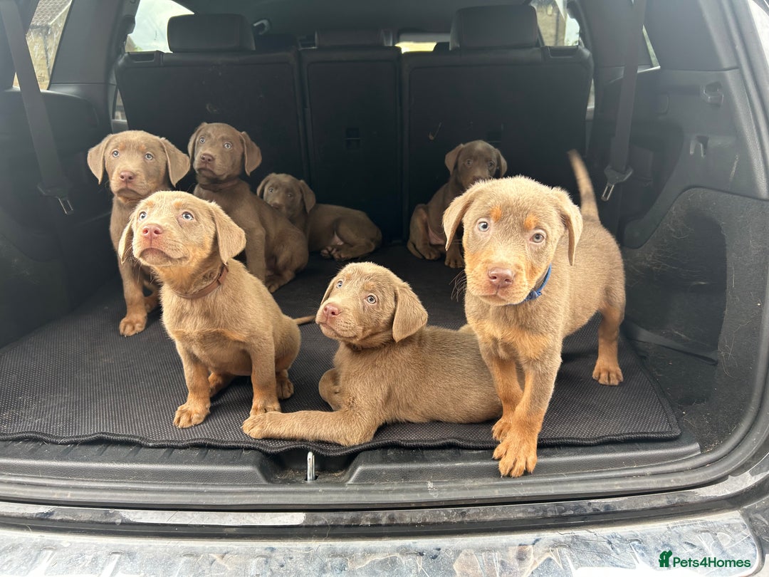 Labrador Retriever dogs for sale:  KC registered Silver and silver and tan labs  - Image 7