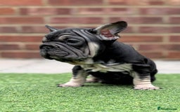 French Bulldog dogs for sale: Beautiful pups- Ready to leave 🏡 - Image 5