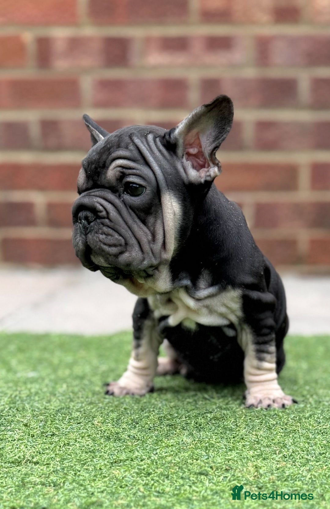 French Bulldog dogs for sale: Beautiful pups- Ready to leave 🏡 - Image 5