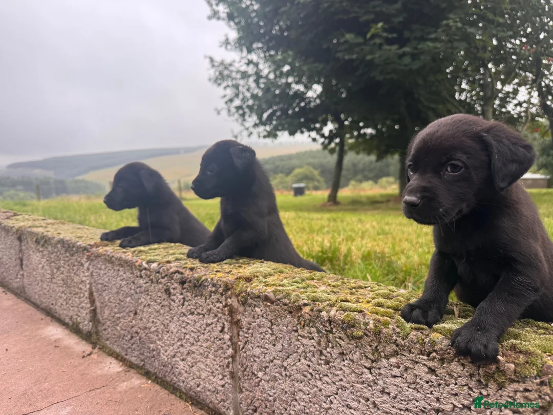 Labrador Retriever dogs for sale: Beautiful Kennel Club Registered Labradors Puppies in Brechin - Advert 1