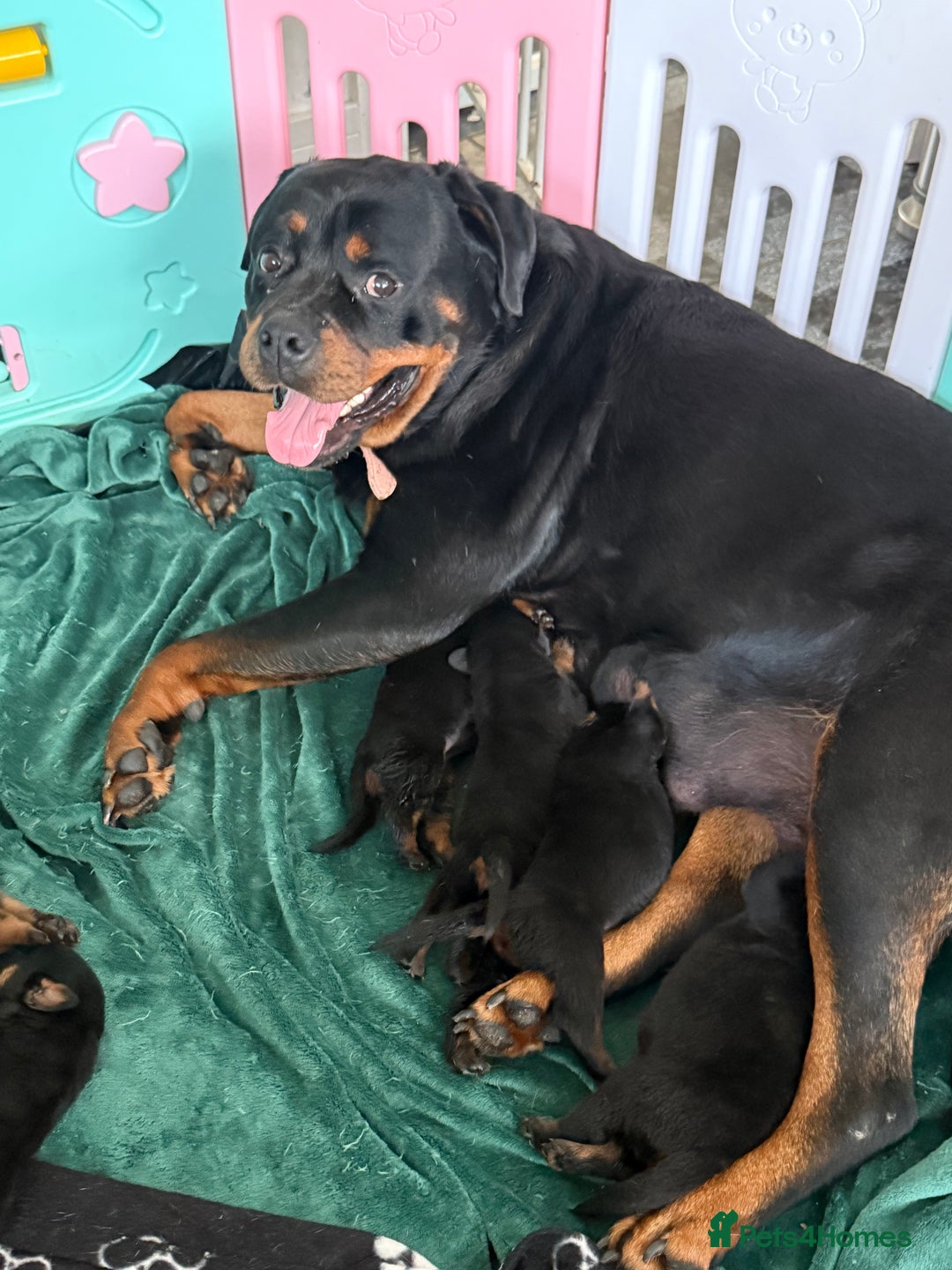 Rottweiler dogs for sale: Rottweiler puppies  - Image 8
