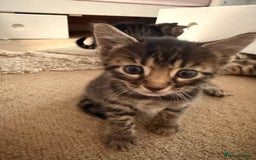 Bengal cats for sale: Bengal - Image 12