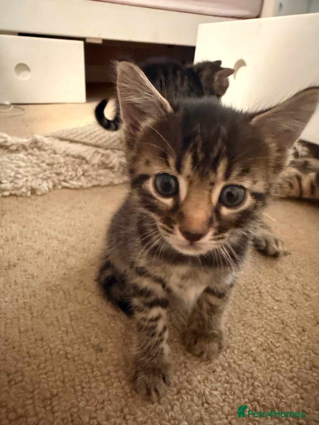 Bengal cats for sale: Bengal - Image 12