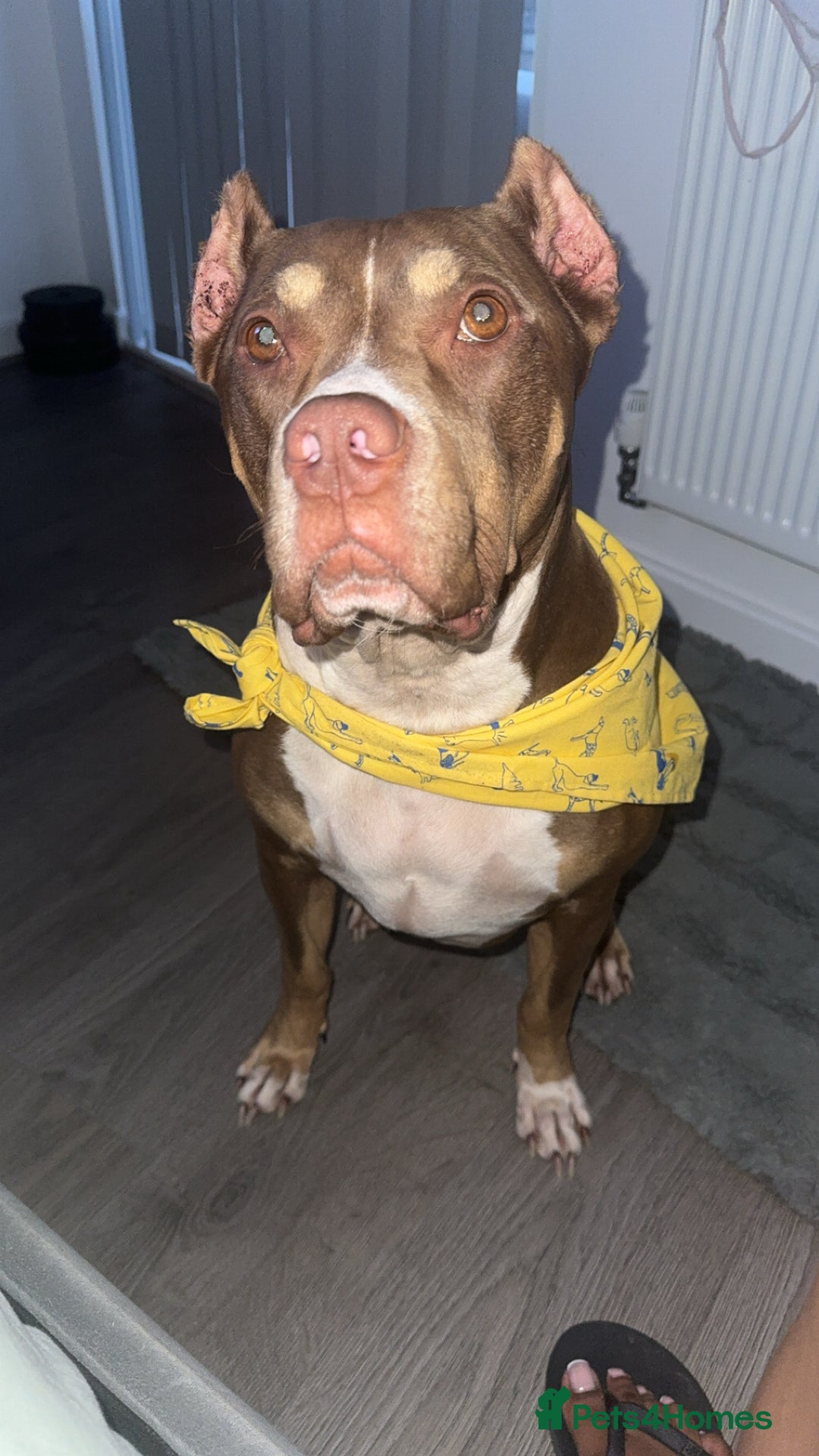 Mixed Breed dogs for sale: Roxxy - Advert 3