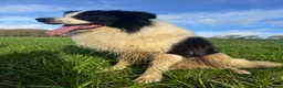 Border Collie dogs for sale: Border Collie Puppy’s litter of 6 gorgeous pups.  - Advert 12