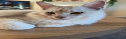 Maine Coon cats for sale: Majestic Maine coon Kittens - Advert 8