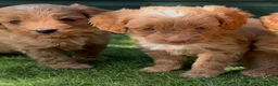 Cockapoo dogs for sale: Gorgeous Toy Cockapoo pups - Advert 7