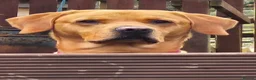 Labrador Retriever dogs for sale: Beautiful Kennel Club Registered Labrador Puppies in Ayr - Advert 10