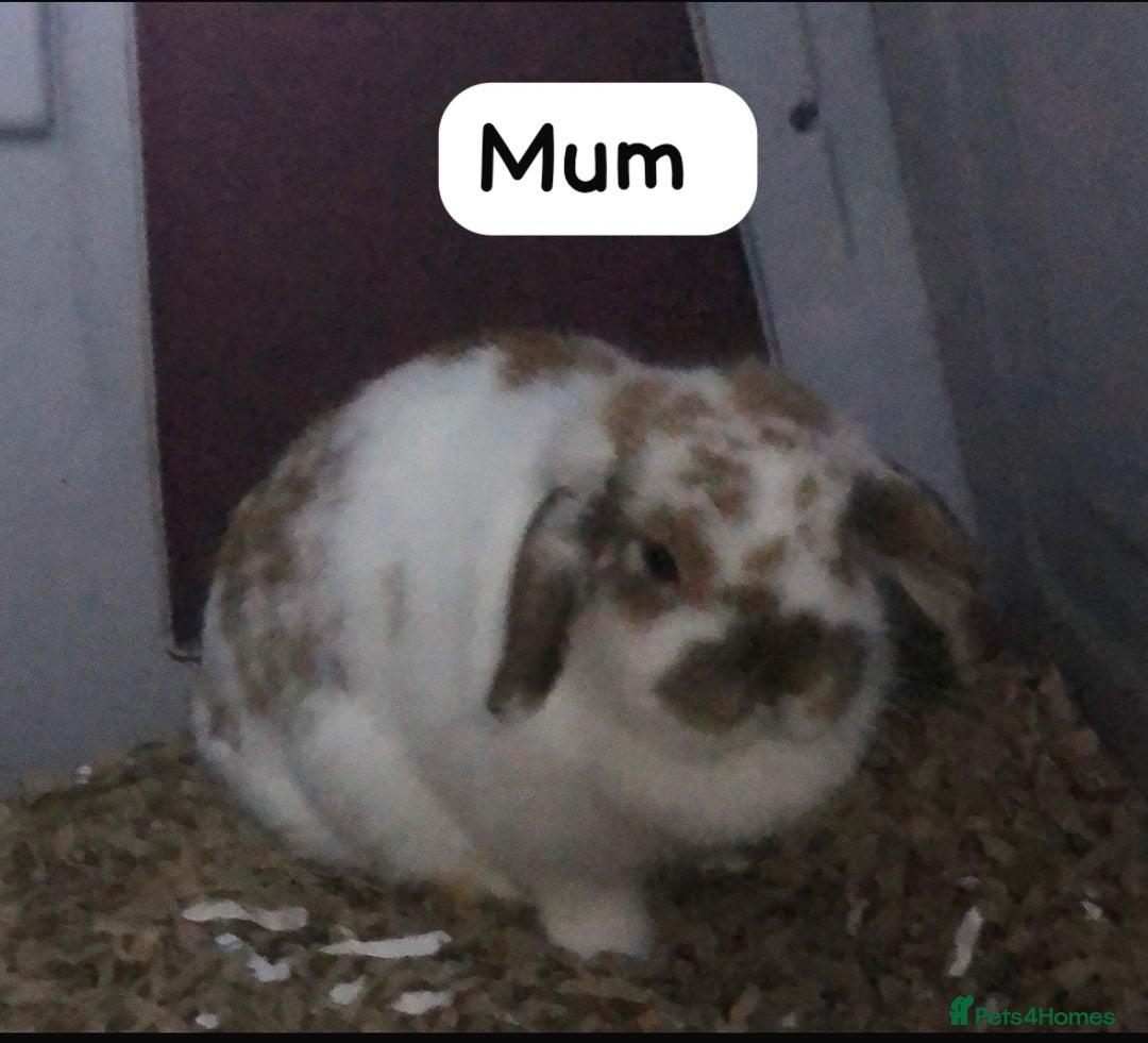 Mini Lop rabbits for sale: Mini lop kits for sale  - Advert 4