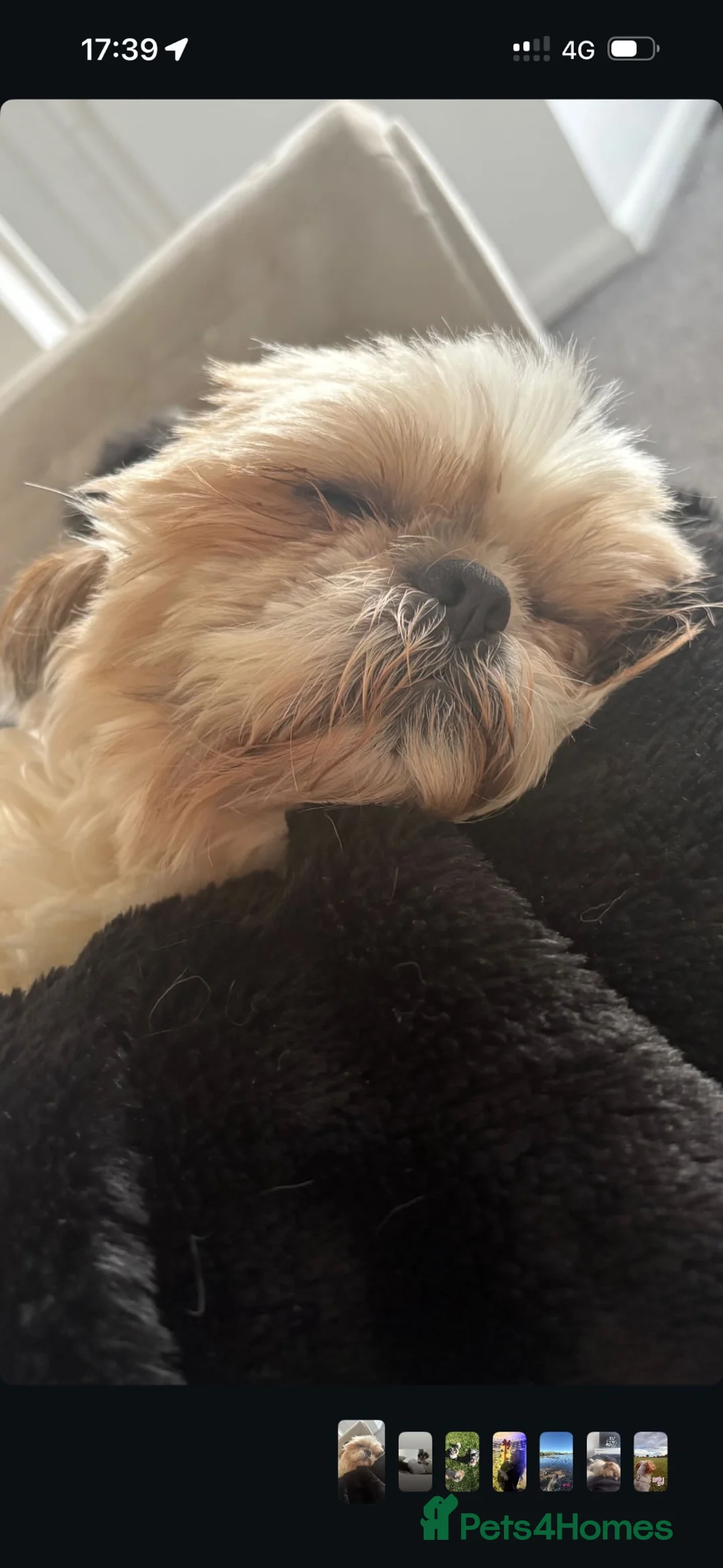 Shih Tzu dogs for sale: Five year old Shih tzu in Birmingham - Advert 2
