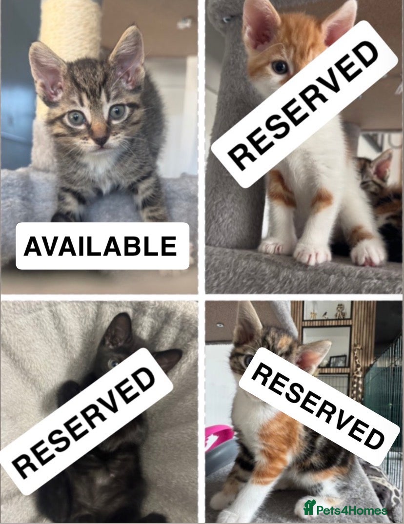 Mixed Breed cats 4 domestic short haired kittens available 💙💕 - Advert 2