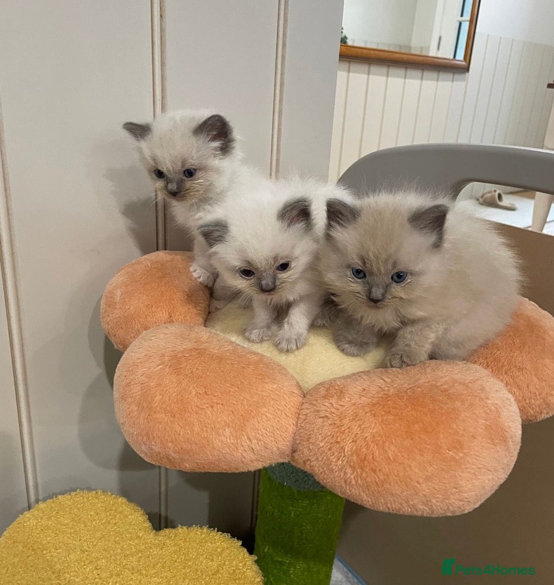 Ragdoll cats for sale: Preciously raised Ragdolls kitties with blue eyes - Image 3