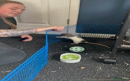 Rat rodents for sale: Dumbo female rats for sale 12 week old  - Image 4