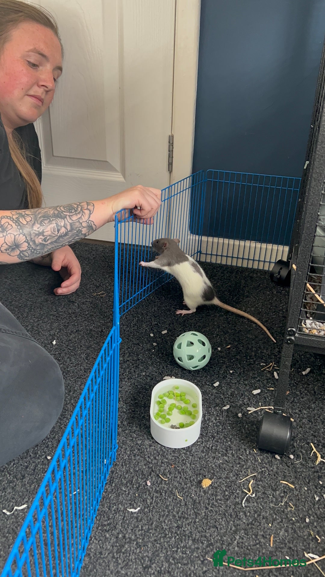 Rat rodents for sale: Dumbo female rats for sale 12 week old  - Image 4