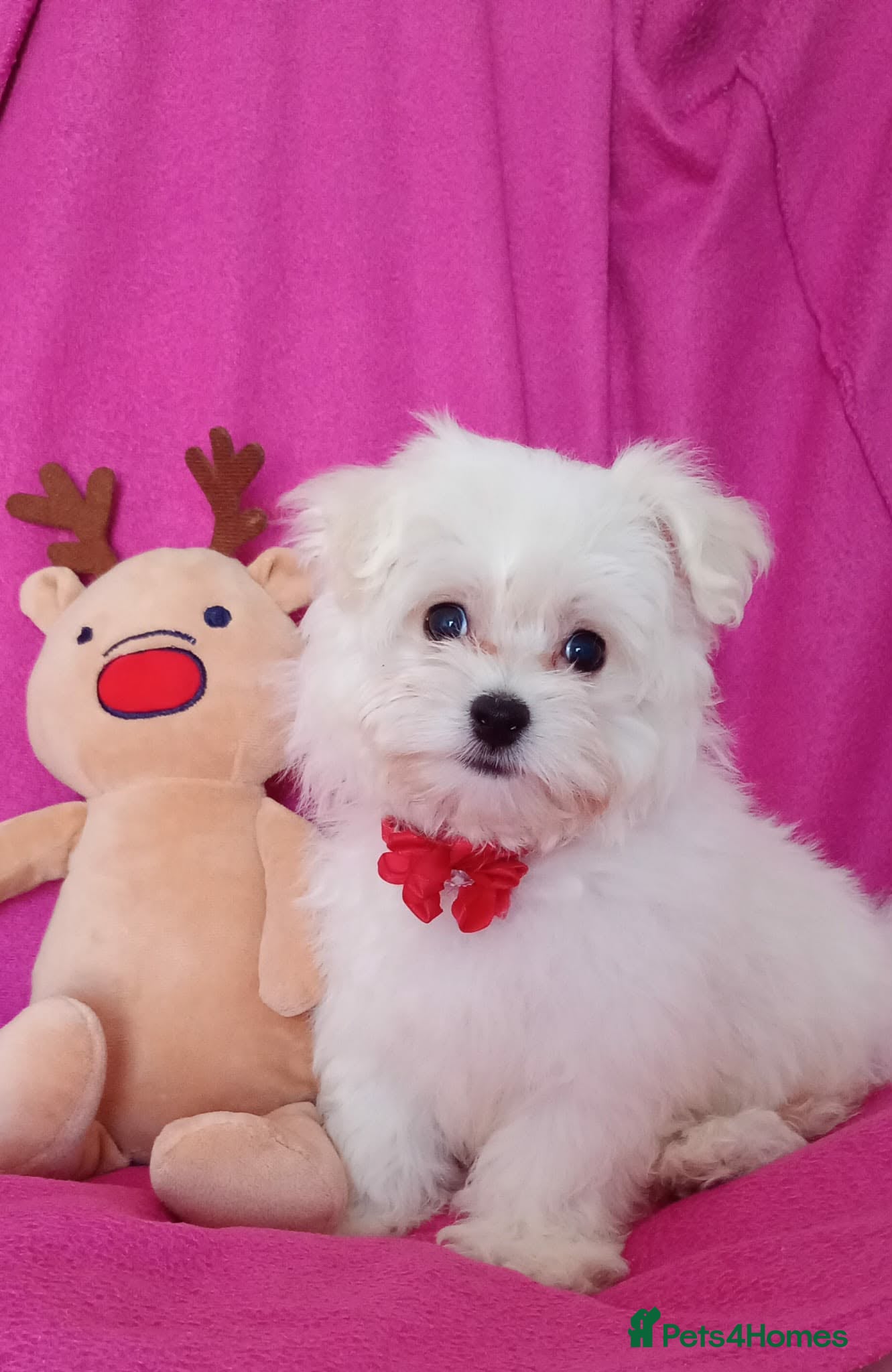 Maltese dogs Maltese Puppies  - Advert 1