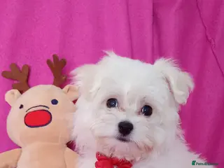 Maltese dogs Maltese Puppies - Advert 4