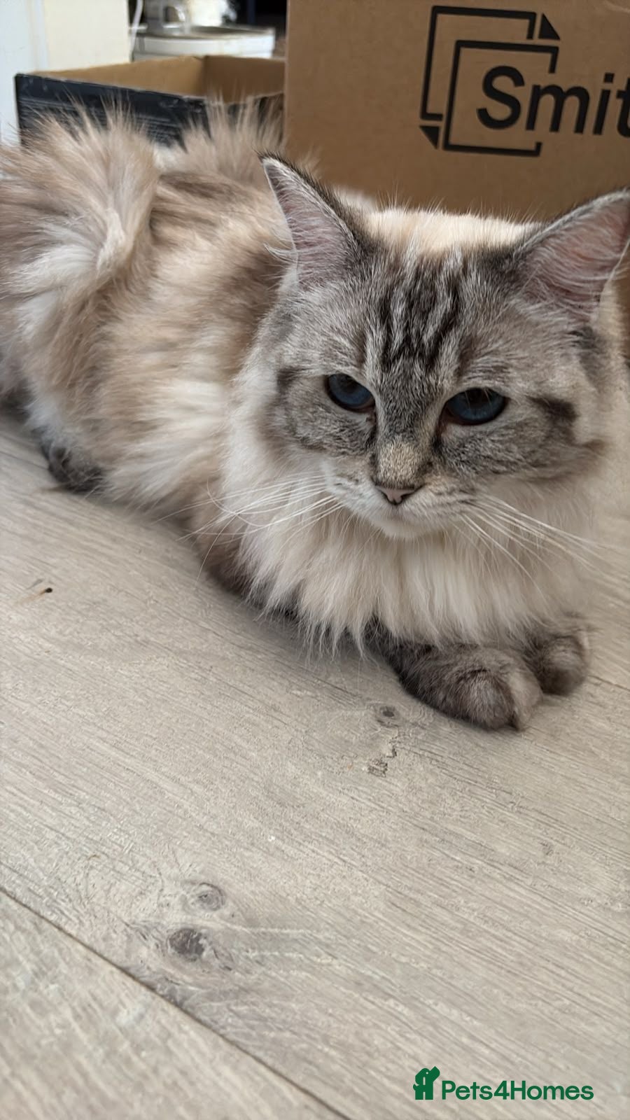 Ragdoll cats Stunning pure breed Ragdoll kittens  - Advert 2