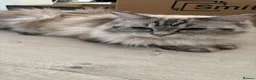 Ragdoll cats for sale: Stunning pure breed Ragdoll kittens  - Advert 1