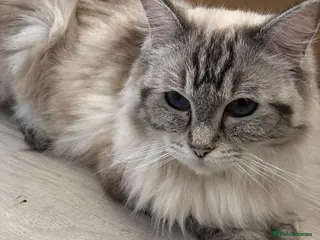 Ragdoll cats 2 stunning male Ragdoll kittens left🩵💙 - Advert 6