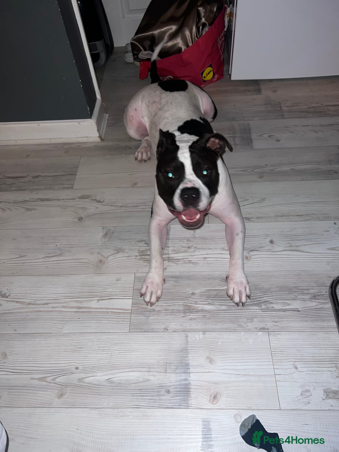 American Bulldog dogs for sale: Gorgeous American bulldog male  - Image 2