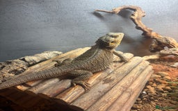Bearded Dragon reptiles for sale: 5ft viv with 2 year old male dragon - Image 2