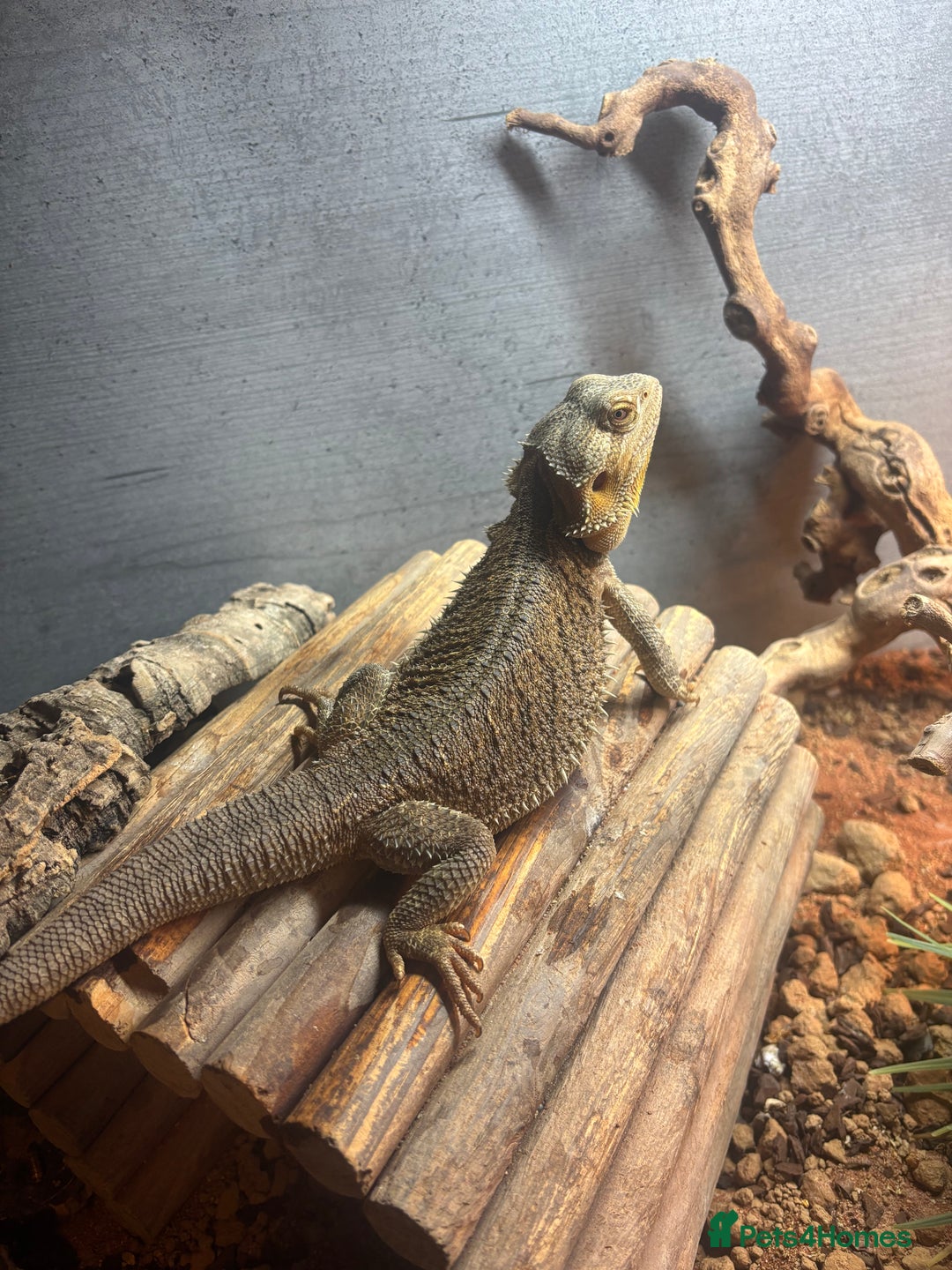 Bearded Dragon reptiles for sale: 5ft viv with 2 year old male dragon - Image 2