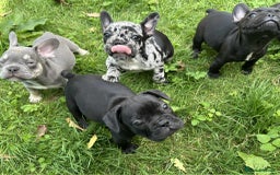 French Bulldog dogs for sale: French Bulldogs  - Image 22
