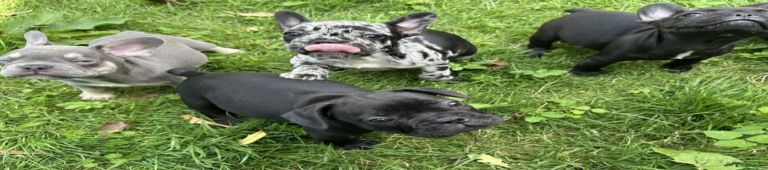 French Bulldog Puppy 5