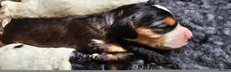 Cockapoo dogs for sale: Amazing Roan and Tri Colored F1 Cockapoos - Advert 32