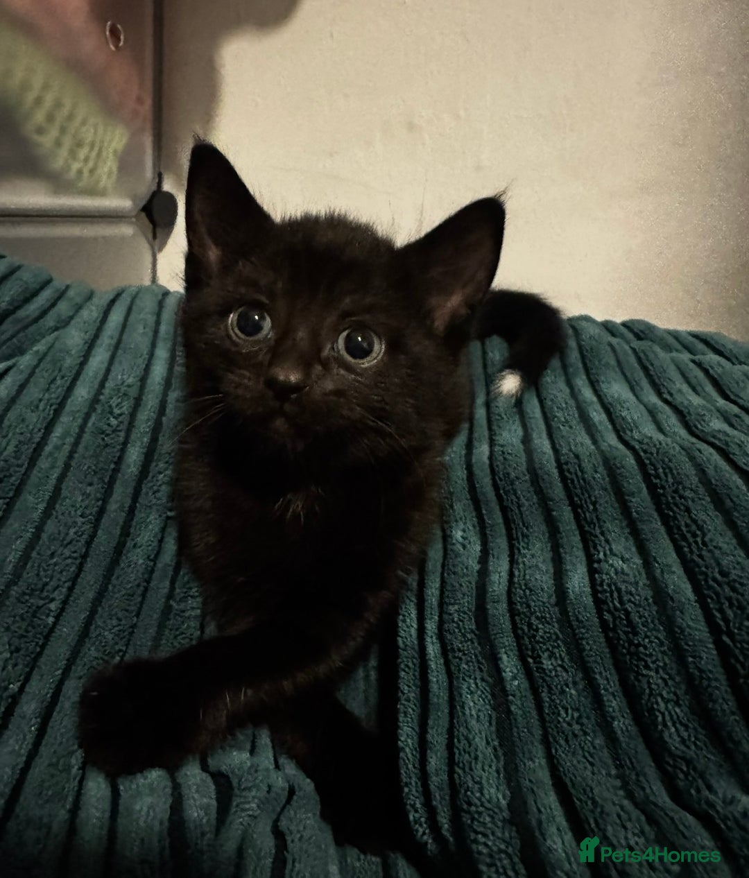 Mixed Breed cats for sale: 5 adorable 9 WEEK OLD kittens ready to go 😻 - Advert 5