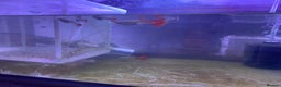 Platies fish for sale: Platies mollies guppies - Advert 6