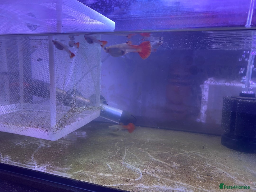 Platies fish for sale: Platies mollies guppies - Advert 6