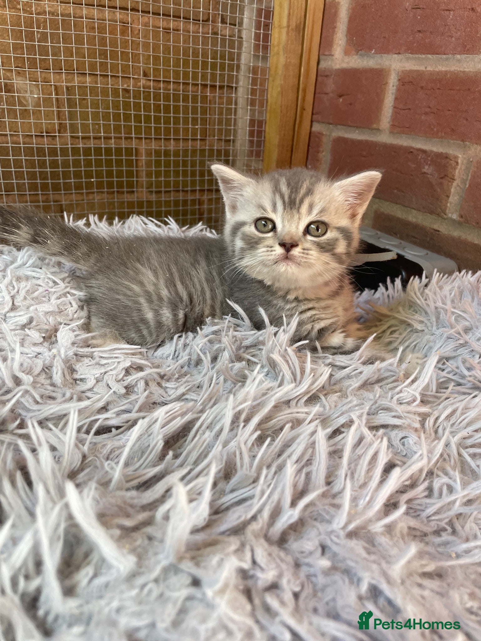 British Shorthair cats British shorthair silver spotted 1 remaining  - Advert 1