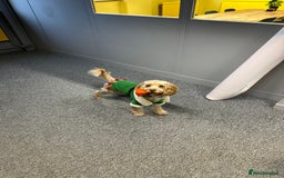 Cockapoo dogs for stud: Cooper - Advert 3