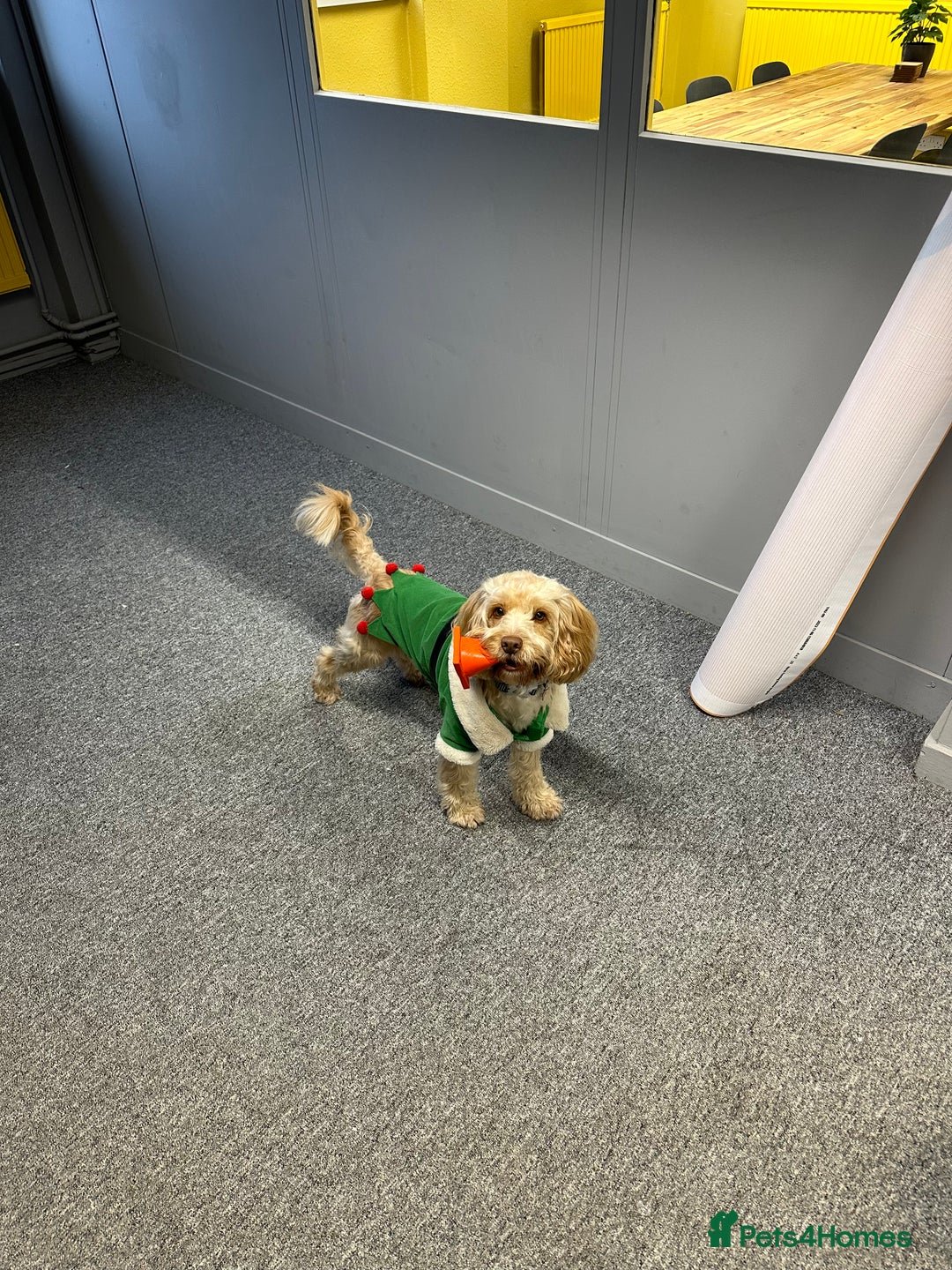 Cockapoo dogs for stud: Cooper - Advert 3