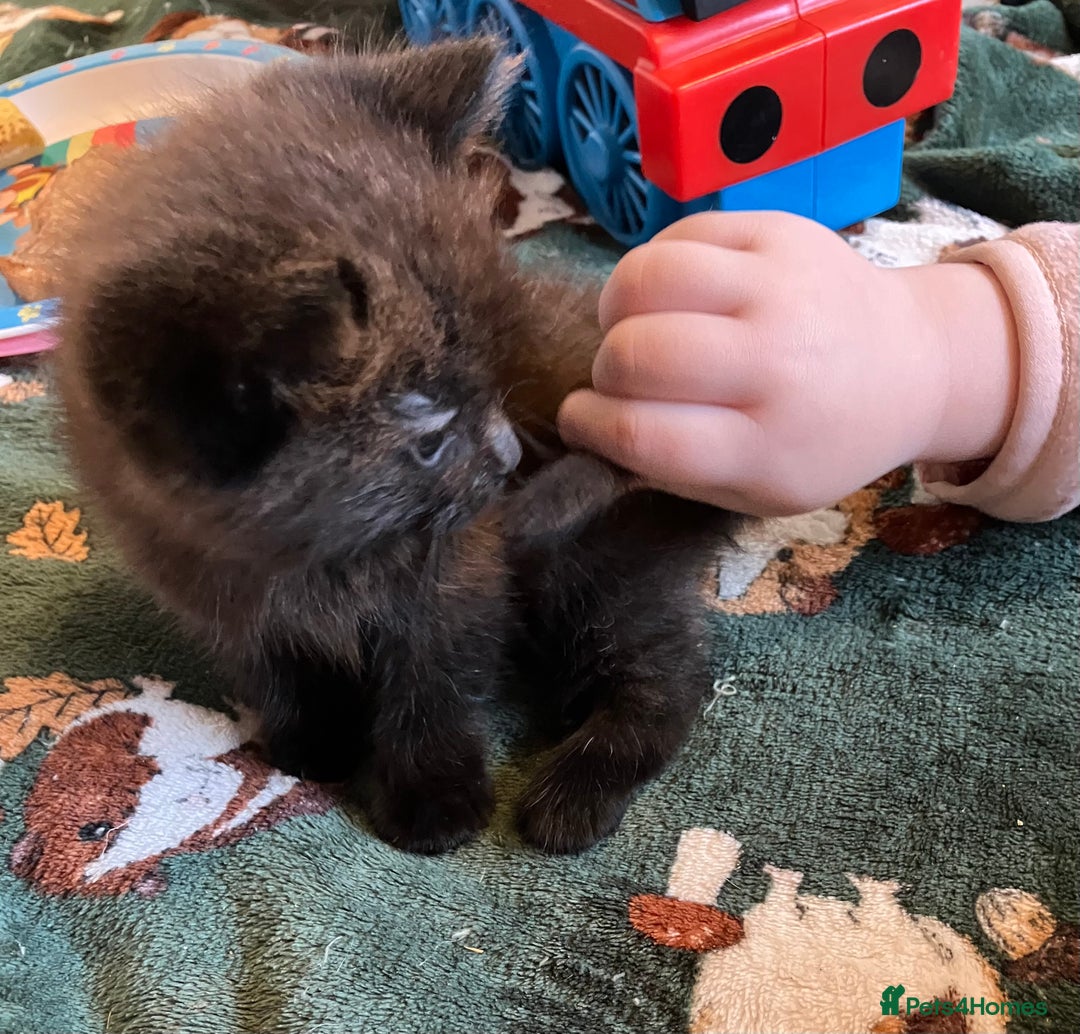 Ragdoll cats for sale: Beautiful Ragdoll cross kittens.  - Image 14
