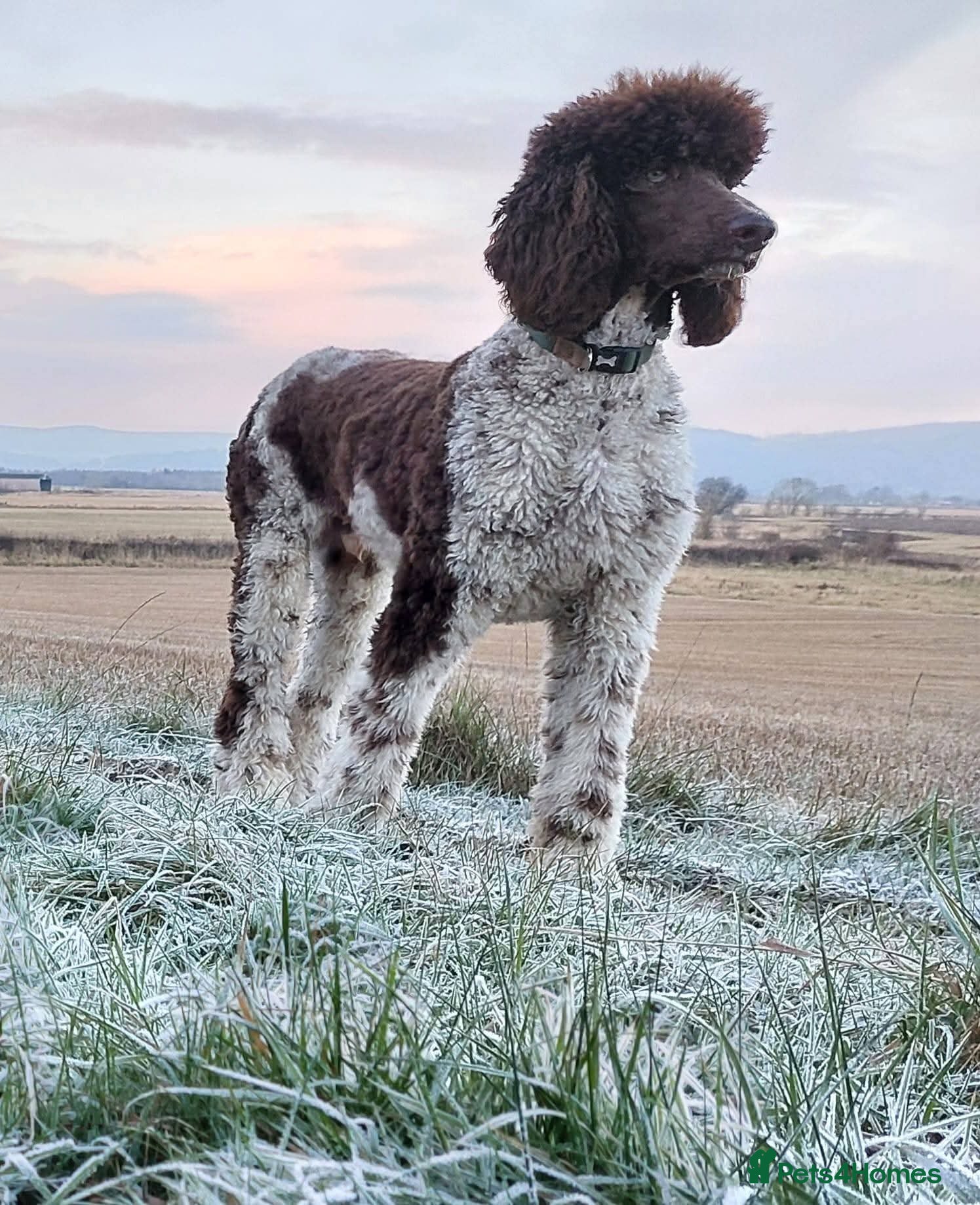 Standard Poodle dogs Standard Poodle for Stud - Advert 2