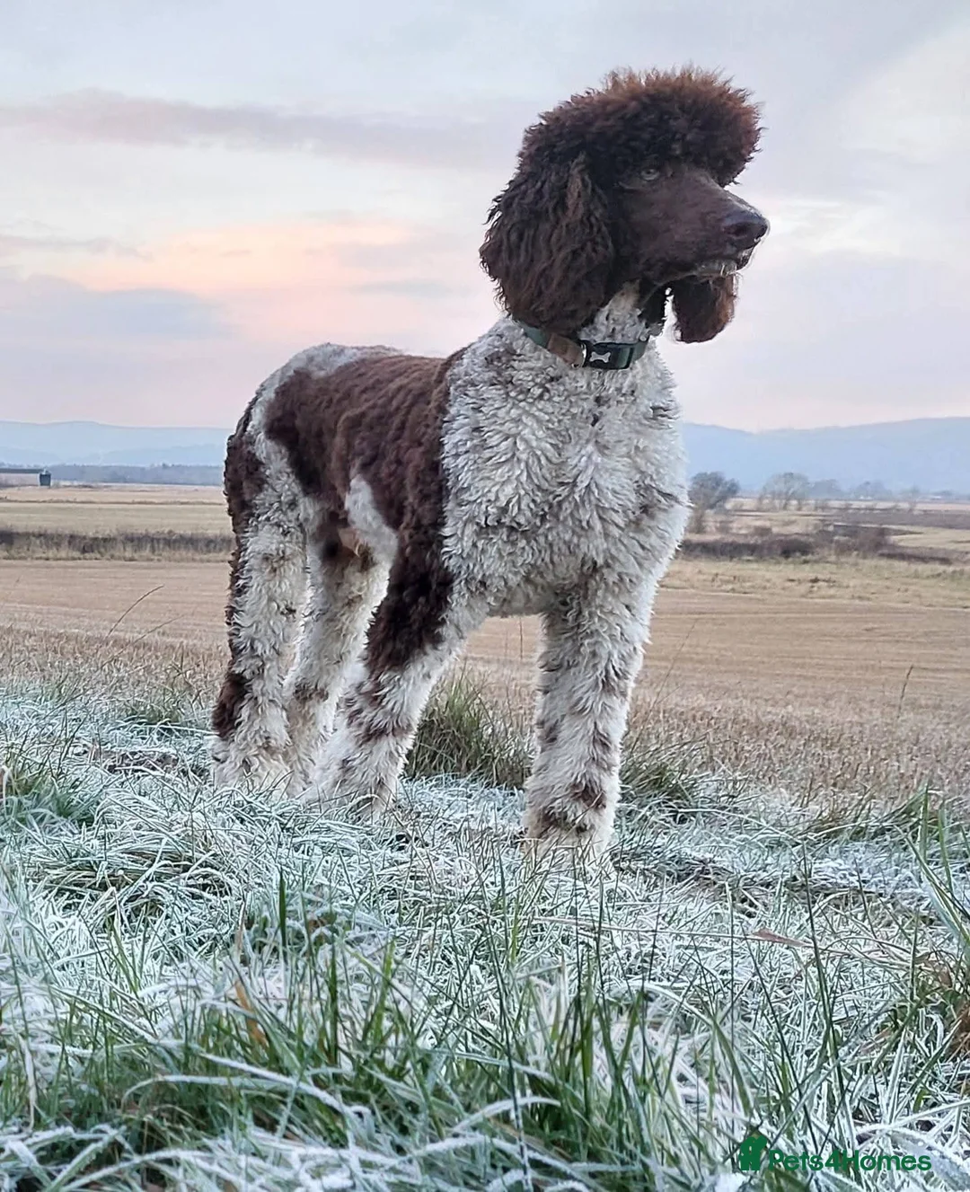 Standard Poodle dogs for stud: Standard Poodle for Stud - Advert 1