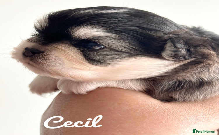 Chihuahua dogs - Advert 3