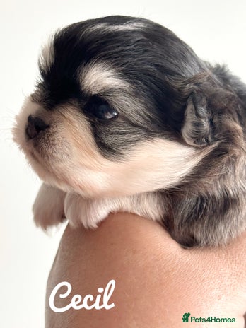 Chihuahua dogs - Advert 2