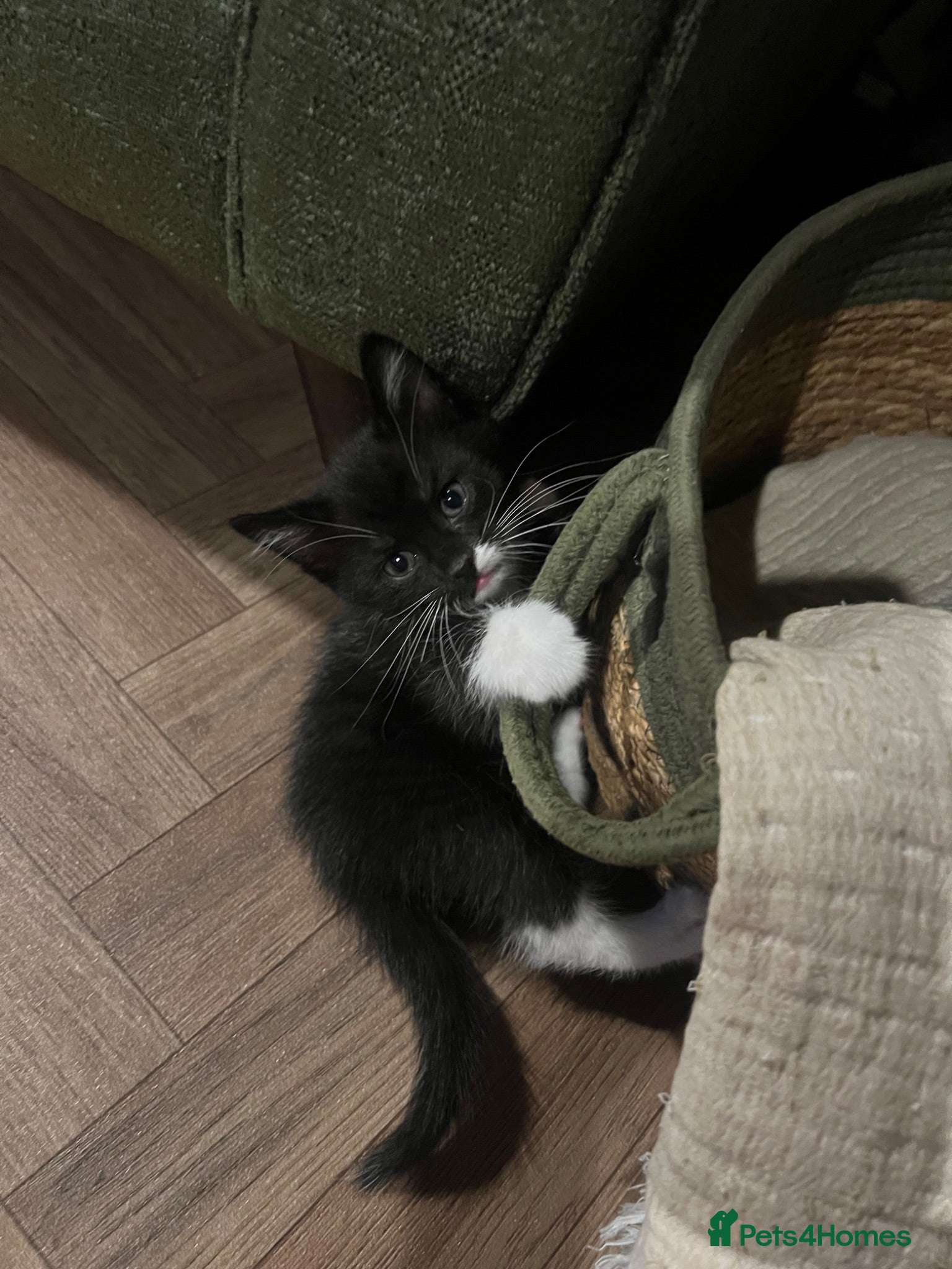 Mixed Breed cats Last little boy available  - Advert 1